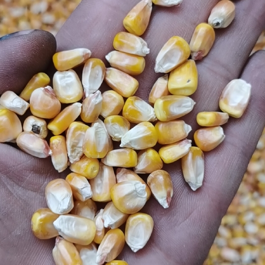 干玉米 21年新玉米产地黑龙江，吉林，国一，国二标准。一万吨起售。