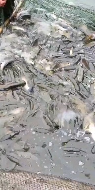 重庆市大量出售先科鲫 中科三号湘银鲫