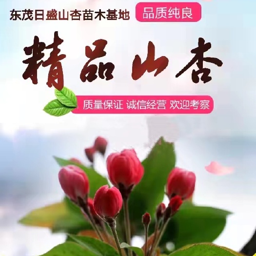 怀来县山杏苗  山杏 山杏树 精品树形 北京周边货源