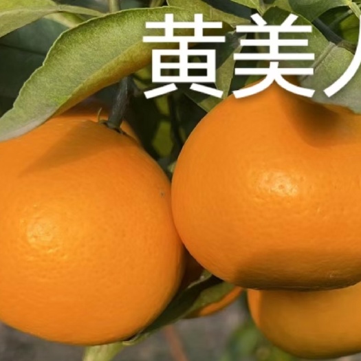 常德黄美人柑橘苗/树人农林/纯度品质保障签订合同