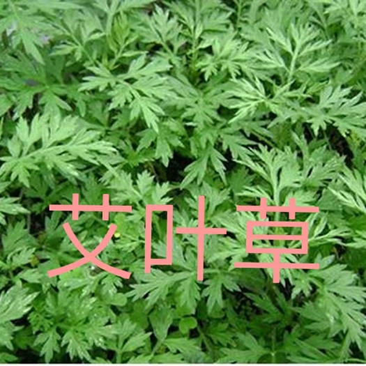 博白县 艾草