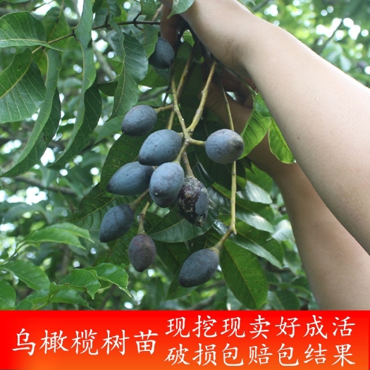灵山县果树苗乌榄乌橄榄黑橄榄苗 黑橄榄嫁接苗 南方种植果树盆栽地
