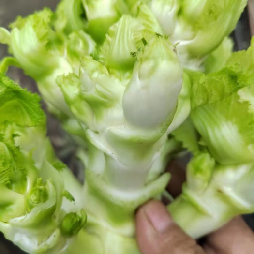  儿菜