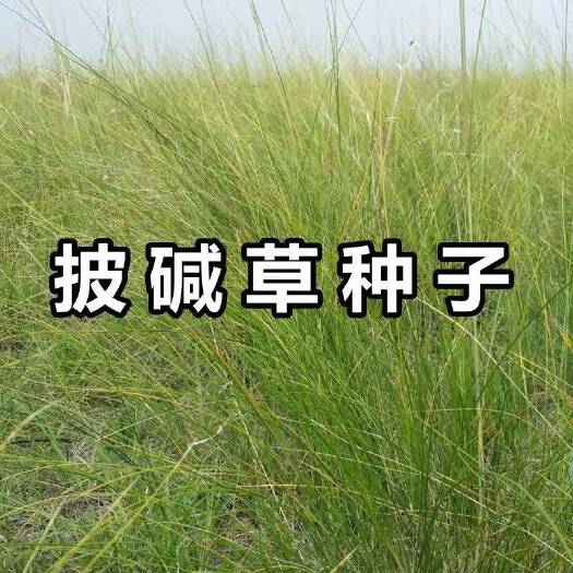 隆德县 披碱草种子耐旱耐盐碱牧草种籽抗风沙抗寒草坪种子鸭碱茅量大从优
