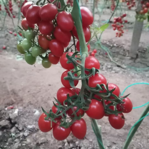 元谋县小番茄 小樱桃番茄