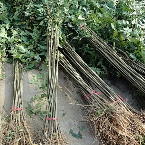  栾树苗小苗黄山栾北京栾园林工程绿化苗木行道树庭院风景占地拆迁