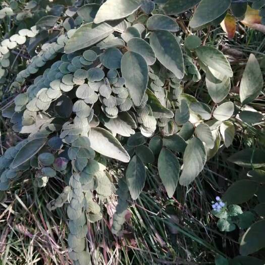 博白县金钱草 串钱草
