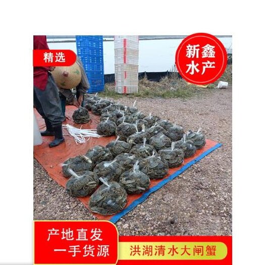 洪湖市新鑫水产清水大闸蟹，产地直供一手货源，一件代发，按需搭配