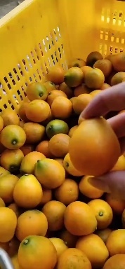 荔浦市脆蜜金柑苗，四季金桔苗脆皮金桔苗地苗杯苗移栽苗，提供保果技术