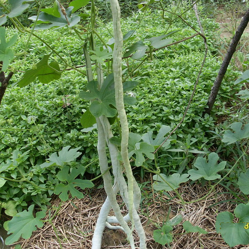 济南蛇瓜种子  长豆角瓜种子she豆角菜籽  she丝瓜种籽 观赏食用
