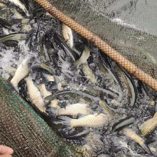 全椒县坐标安徽滁州，2~3两草鱼苗，1两鲫鱼苗，花白鲢苗