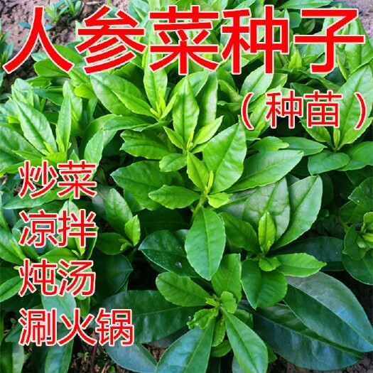 建瓯市土人参菜种子食用野菜假洋参种子叶用人参菜苗四季种蔬菜种籽孑