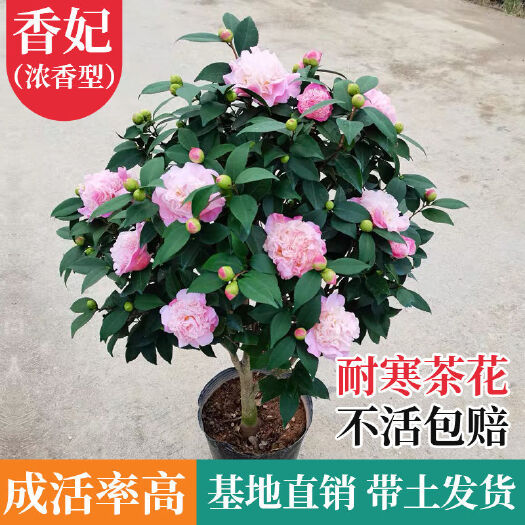 平邑县香妃茶花醉香带花苞浓香型烈香冬季开花室内耐寒香茶花树苗批发