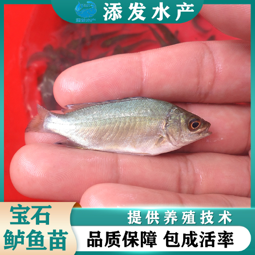 广州苗场直销澳洲宝石鲈鱼苗 宝石斑鱼苗 宝石鲈鱼苗价格