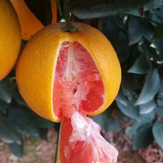 卡拉卡拉红肉脐橙苗  柚子苗，纽荷尔脐橙苗