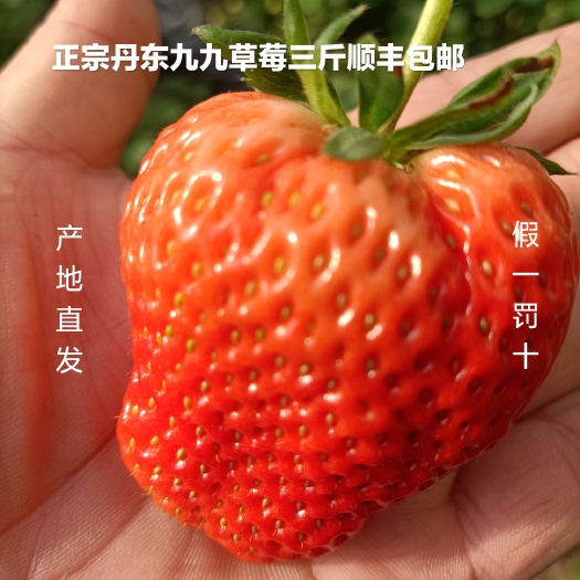 东港市红颜草莓 正宗丹东九九草莓富硒免洗现摘现发顺丰包邮