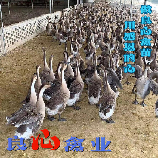 衡阳灰鹅苗孵化场直卖小鹅苗活体白鹅苗灰鹅苗草鹅苗运输包损耗马岗鹅