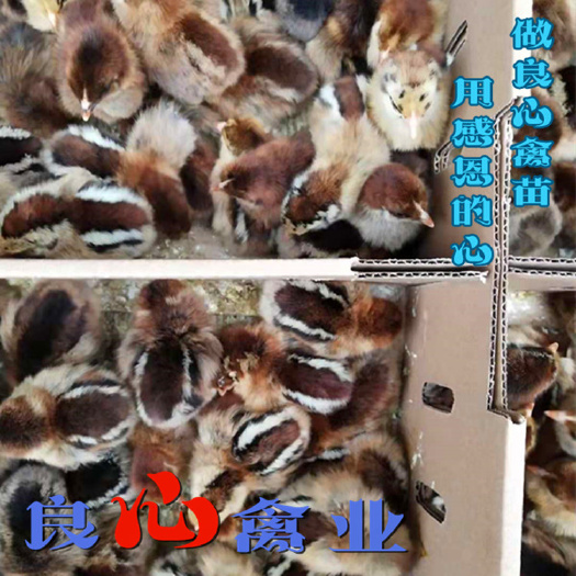 衡阳黑瑶鸡苗孵化场直卖港丰大种黑瑶鸡活苗红毛鸡公易活好养山林放养