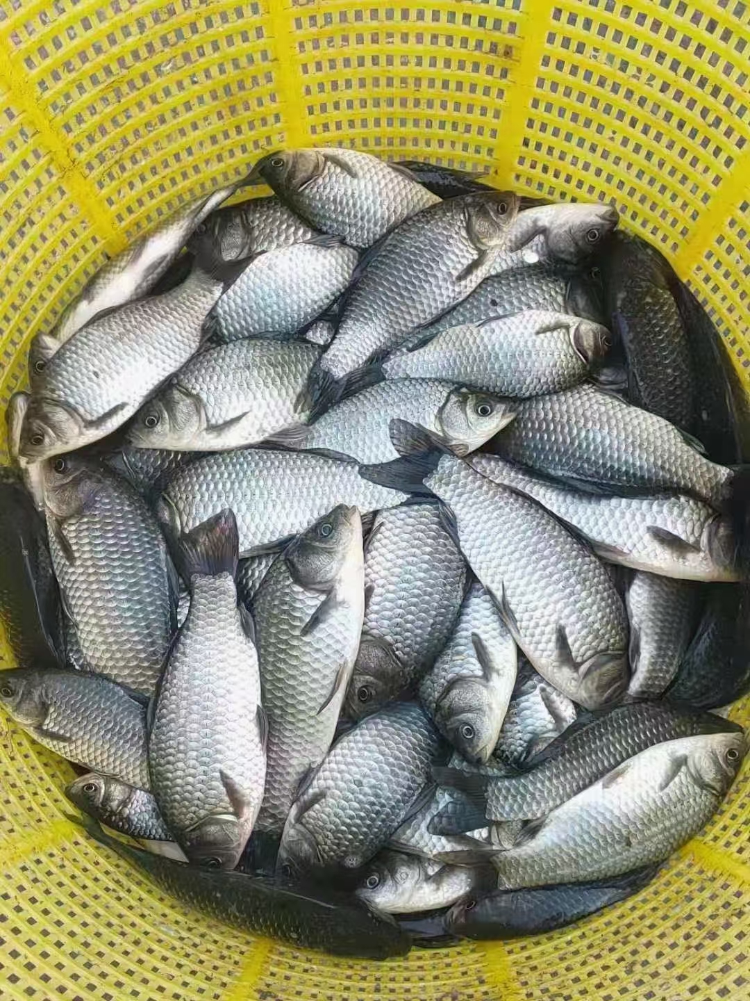 建湖縣中科三號鯽魚 大量銷售各種淡水魚苗，草魚，鯽魚，花鰱  鯉魚