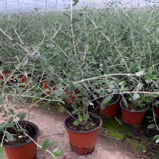 青州市其它苗木 水果蓝自产自销  水果篮种植基地