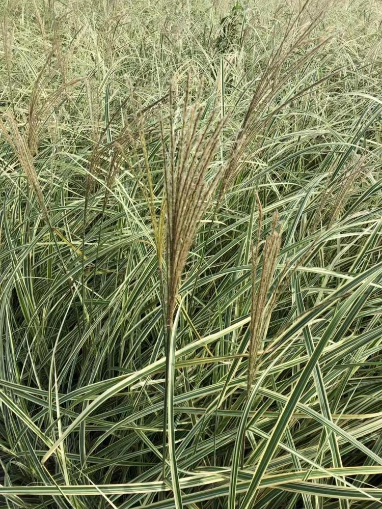 花叶芒 花叶芒批发供应 花叶芒价格 花叶芒苗圃基地