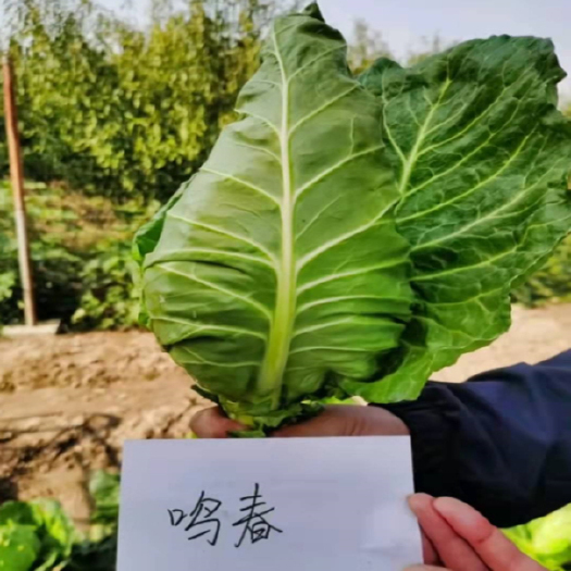 牛心甘蓝种子鸣春 芯黄肉质脆嫩 耐寒性好冬性强可生食