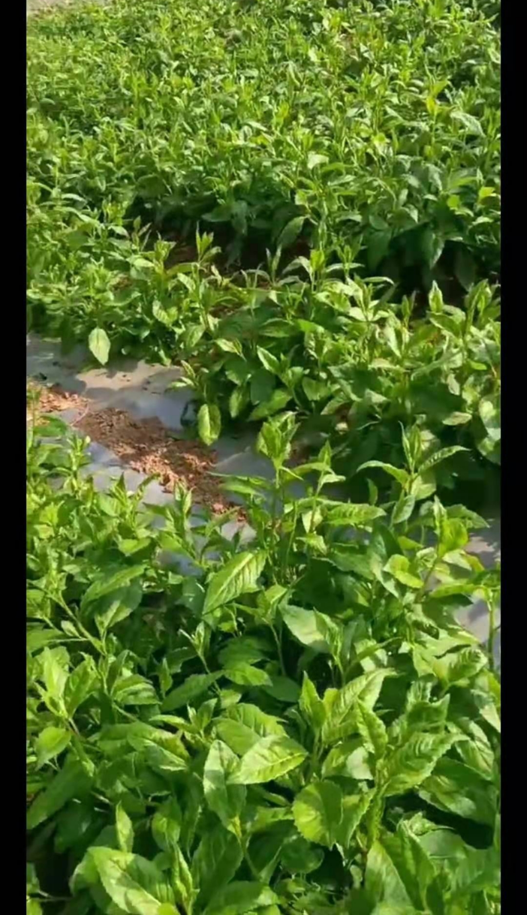  长寿菜明月草白背三七白观音菜