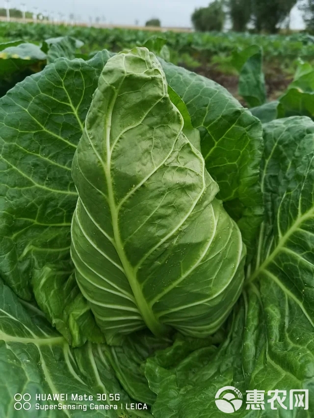 牛心甘蓝种子鸣春 芯黄肉质脆嫩 耐寒性好冬性强可生食