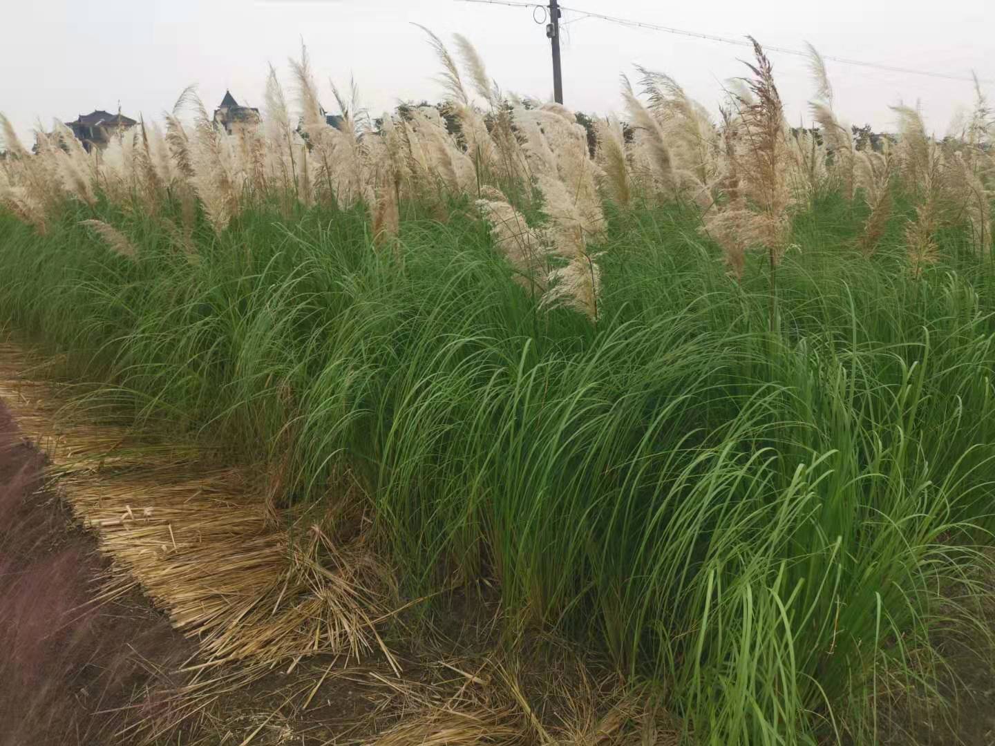 蒲苇  蒲苇苗圃基地 蒲苇批发供应 蒲苇价格 浙江蒲苇