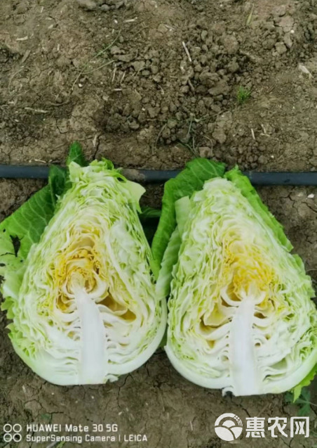 牛心甘蓝种子鸣春 芯黄肉质脆嫩 耐寒性好冬性强可生食