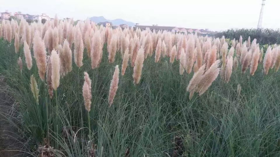 矮蒲苇 矮蒲苇基地苗圃 矮蒲苇批发供应 矮蒲苇价格