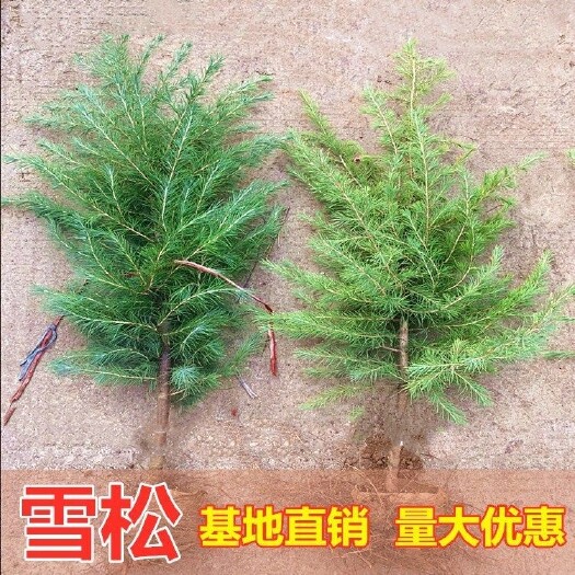 沭阳县雪松树苗种植基地雪松小苗别墅庭院绿化工程树苗四常青耐寒耐旱
