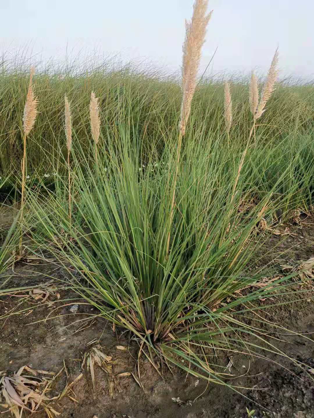 矮蒲苇 矮蒲苇基地苗圃 矮蒲苇批发供应 矮蒲苇价格