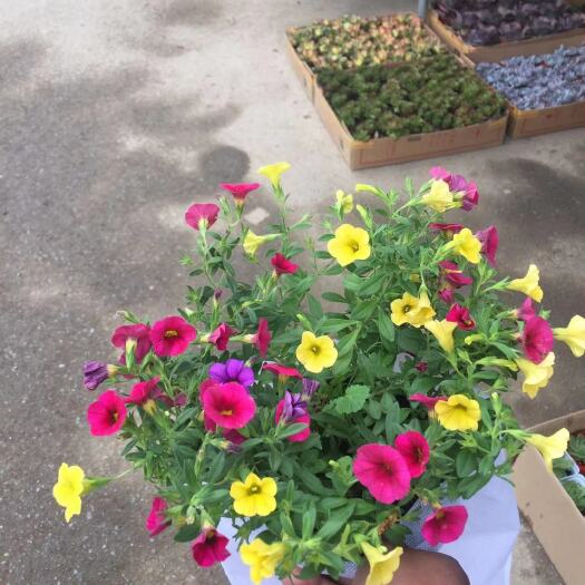 青州市小花矮牵牛  其它苗木 舞春花自产自销  舞春花批发价格