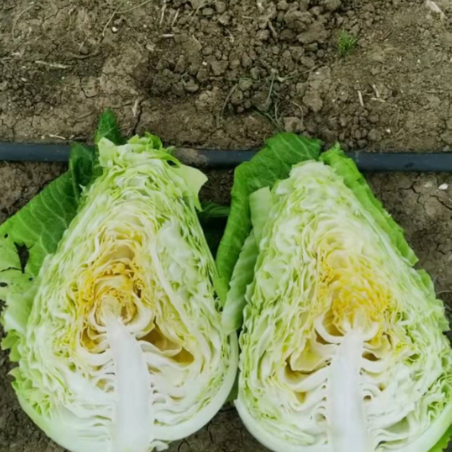 牛心甘蓝种子鸣春 芯黄肉质脆嫩 耐寒性好冬性强可生食