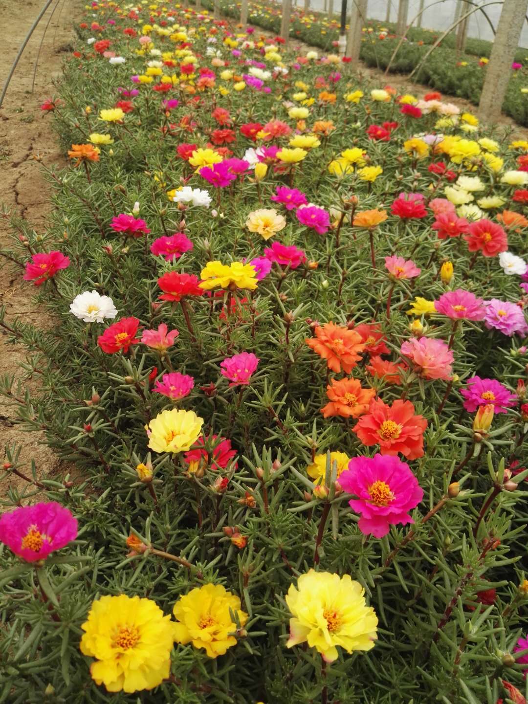 青州市大花马齿苋  大花马齿笕种植基地  青州大花马齿笕