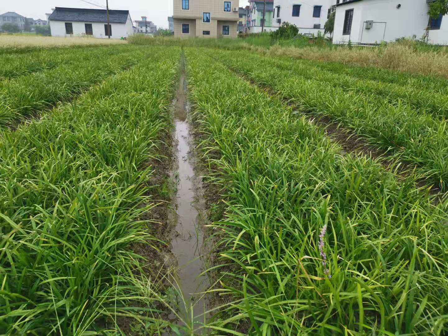 兰花三七 兰花三七基地直销 兰花三七自产自销