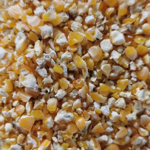 富裕县玉米渣 碎玉米，玉米漏子，干粮，湿粮，养殖场，饲料厂的福利