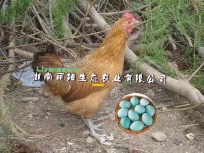 衡阳麻羽高 产绿壳蛋鸡苗批发青脚土鸡苗细脚五黑一绿乌鸡苗