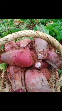 建水县萝卜 云南色素罗卜厂