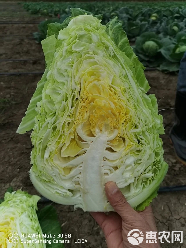 牛心甘蓝种子鸣春 芯黄肉质脆嫩 耐寒性好冬性强可生食