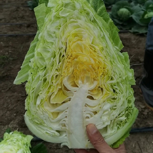 牛心甘蓝种子鸣春 芯黄肉质脆嫩 耐寒性好冬性强可生食