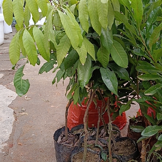 马关县石峡龙眼苗 龙眼树苗