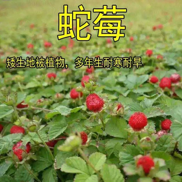 沭阳县蛇梅种子 蛇莓种子 野生草莓多年生园林地被花籽草坪点缀 庭院盆栽花卉种