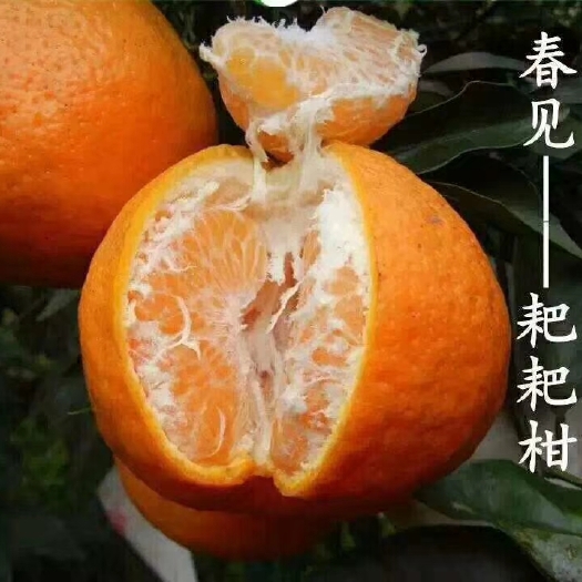 丹棱县不知火  四川丹棱自然成熟的春见耙耙柑丑橘10斤大果现摘现发