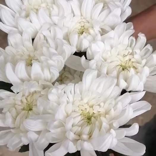 广州 黄白菊批发。