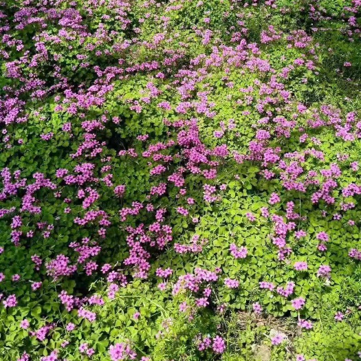 口红花 红花草苗