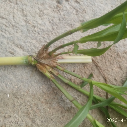 信宜市皇竹草种节
