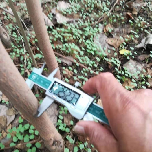 海宁市 乌桕