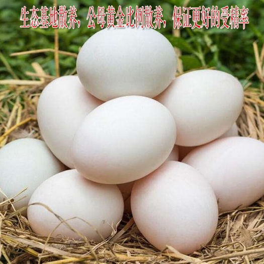 射阳县供应可孵化黑番鸭种蛋 受精蛋 飞鸭火鸭西洋鸭老红脸黑番鸭种
